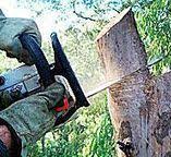 How Our Tree Care Process Works  in  Roseto, PA