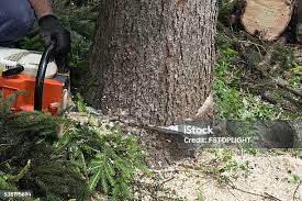 Best Tree Risk Assessment  in Roseto, PA